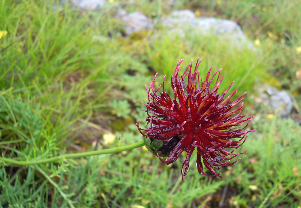 Eine botanische Bergreise - Bulgarien